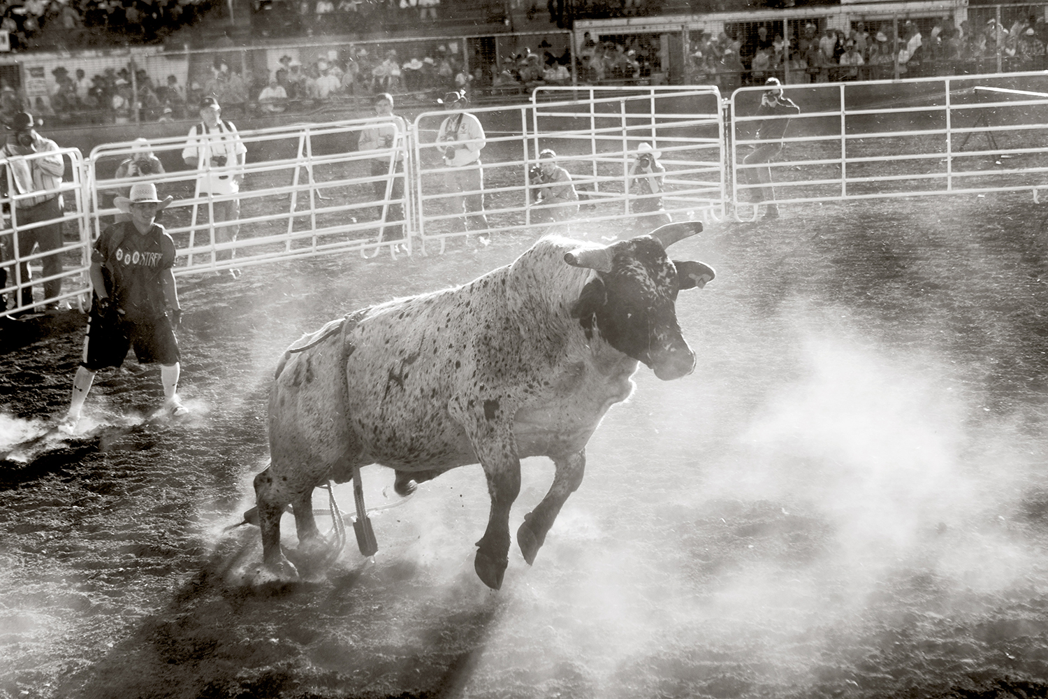 Bucking Horse by Randi Berez Beauty and Photo Artist Agency