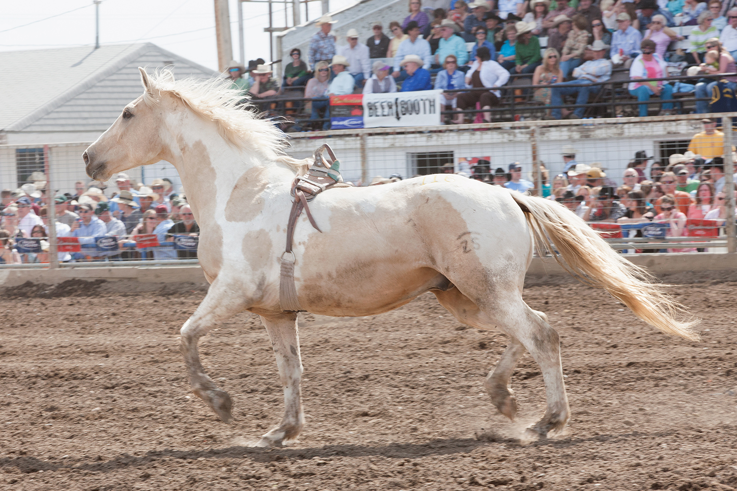 Bucking Horse by Randi Berez Beauty and Photo Artist Agency